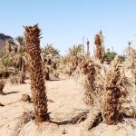 taghya-zagoura-palmiers2