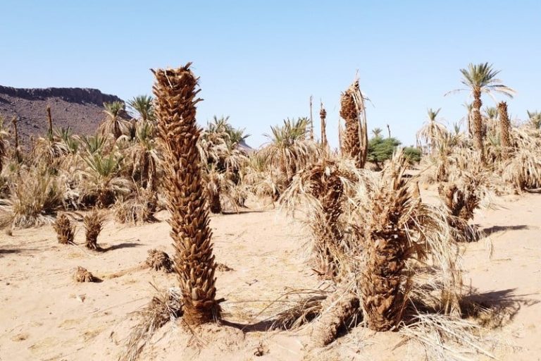 taghya-zagoura-palmiers2