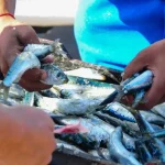 SEI_91341531-1024x680-780x470-1