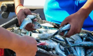 SEI_91341531-1024x680-780x470-1