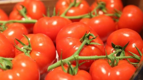 tomates-classement-mondial-17-660x330